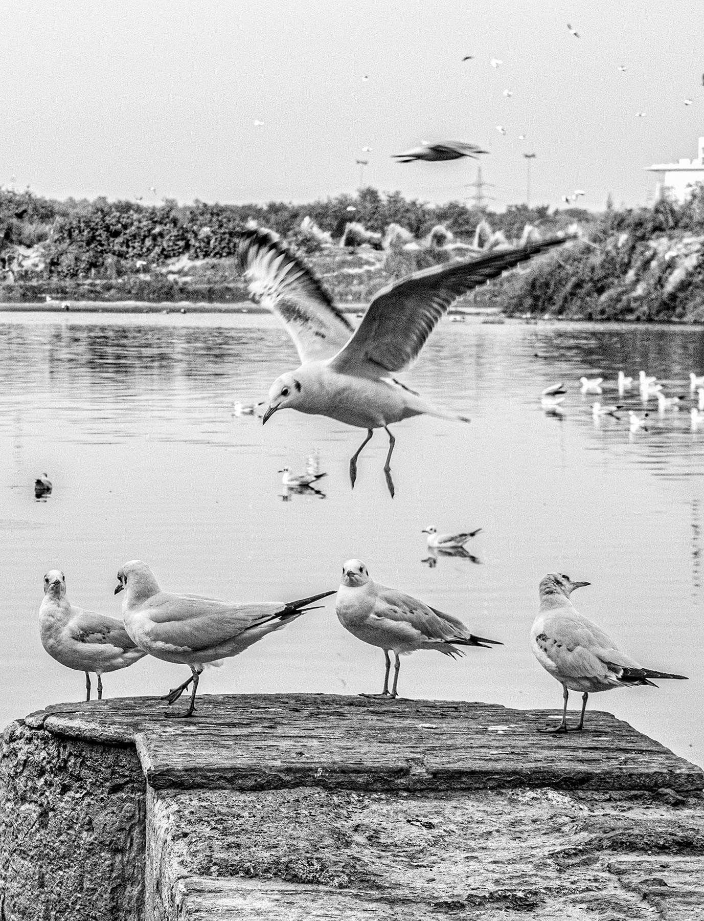 Yamuna Ghat, New Delhi, 2019