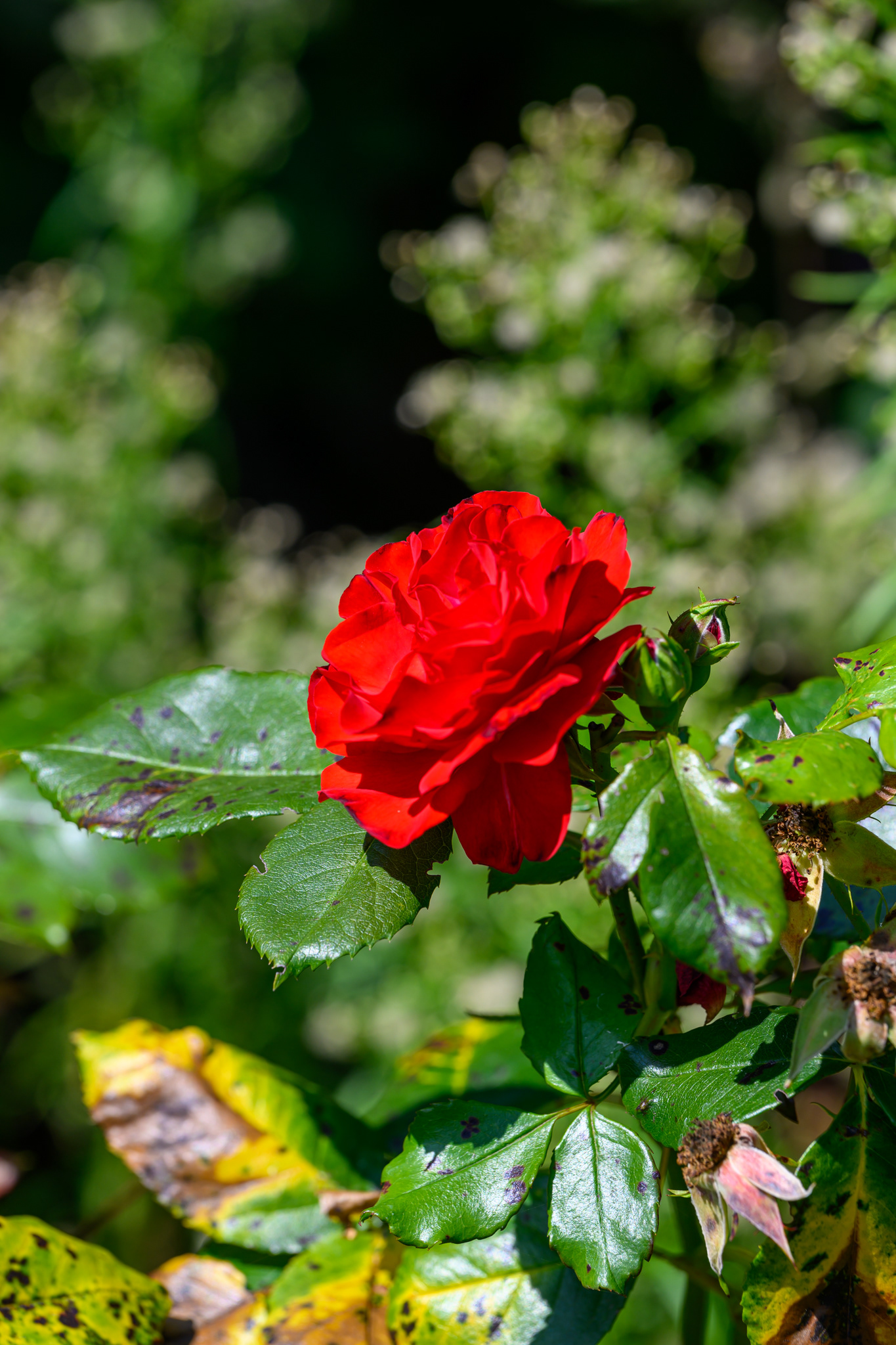 Eine besondere Erinnerung aus dem Garten meines Vaters in Bremerhaven