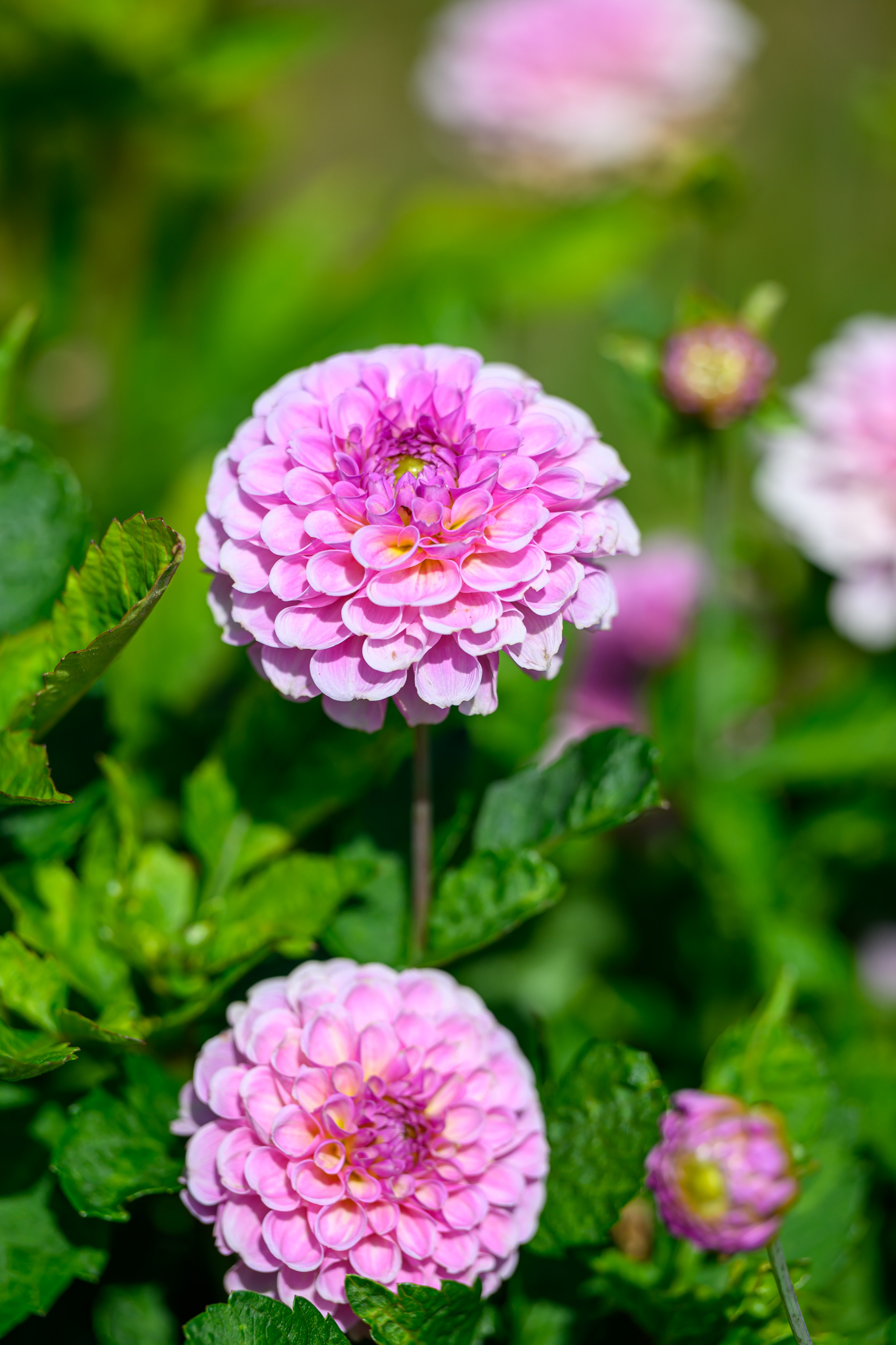Wunderbare Blumen aus dem Garten meines Vaters in Bremerhaven
