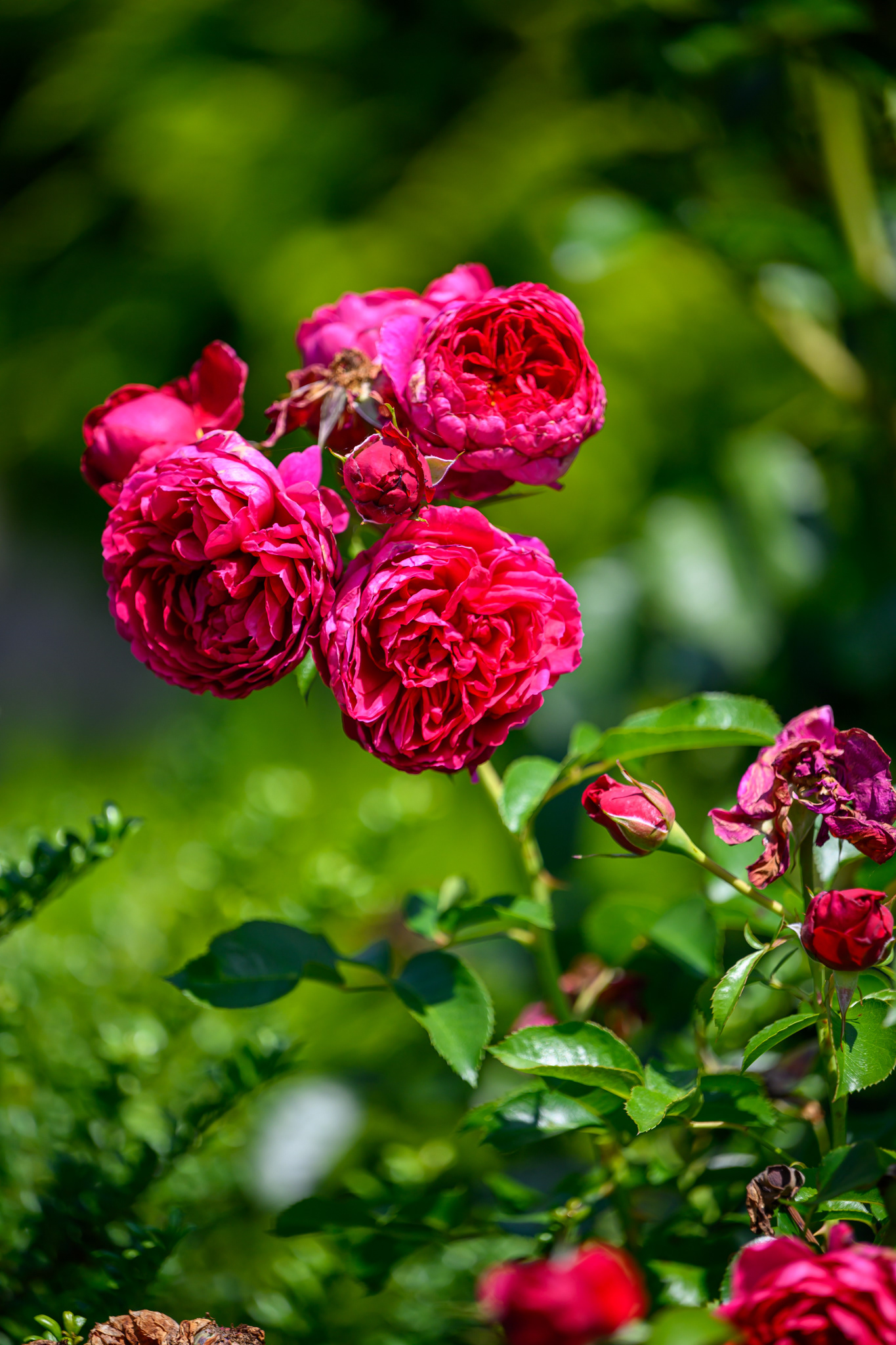 Die letzen Blumen aus dem Garten meines Vaters