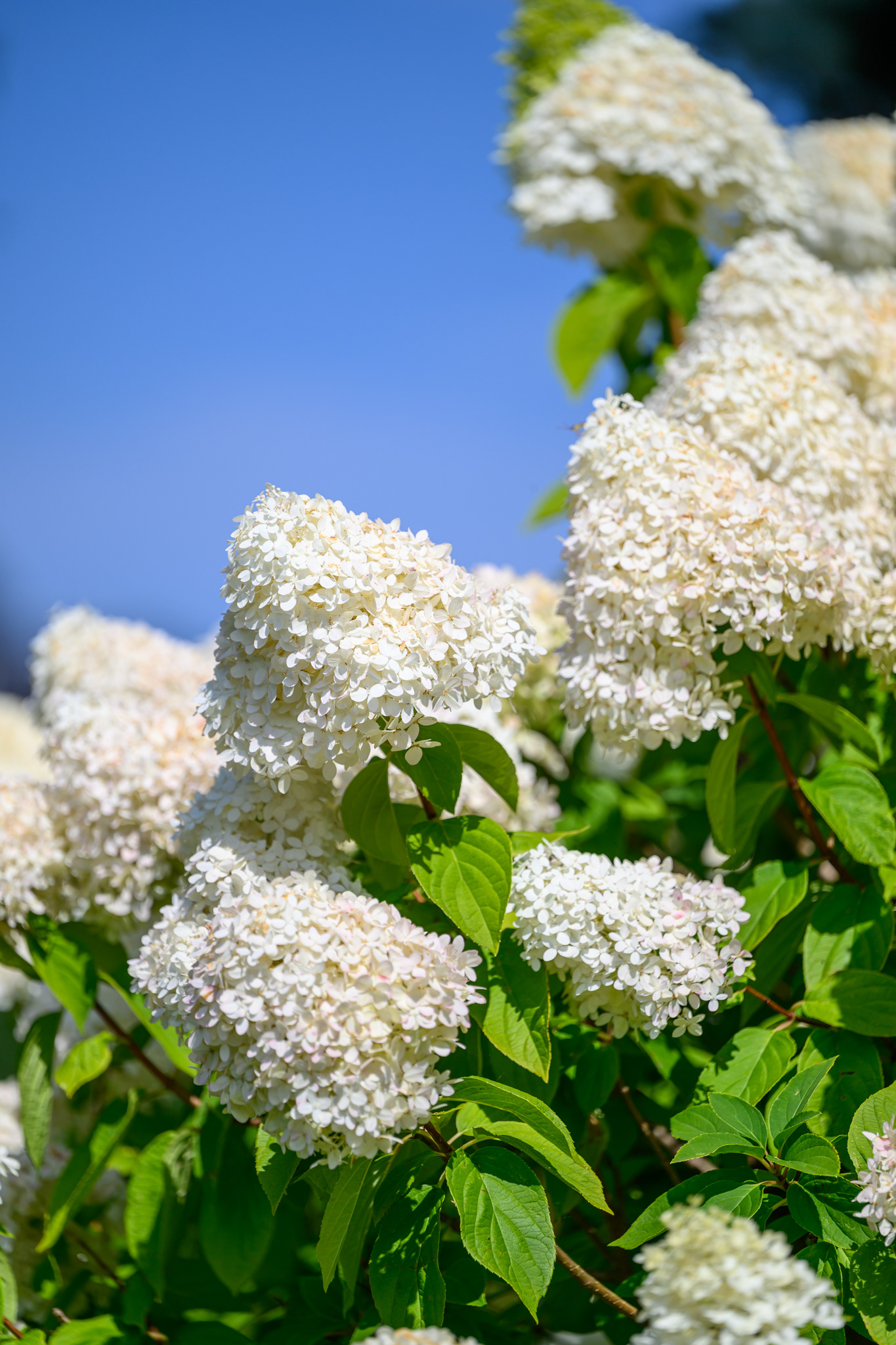Die letzen Blumen aus dem Garten meines Vaters