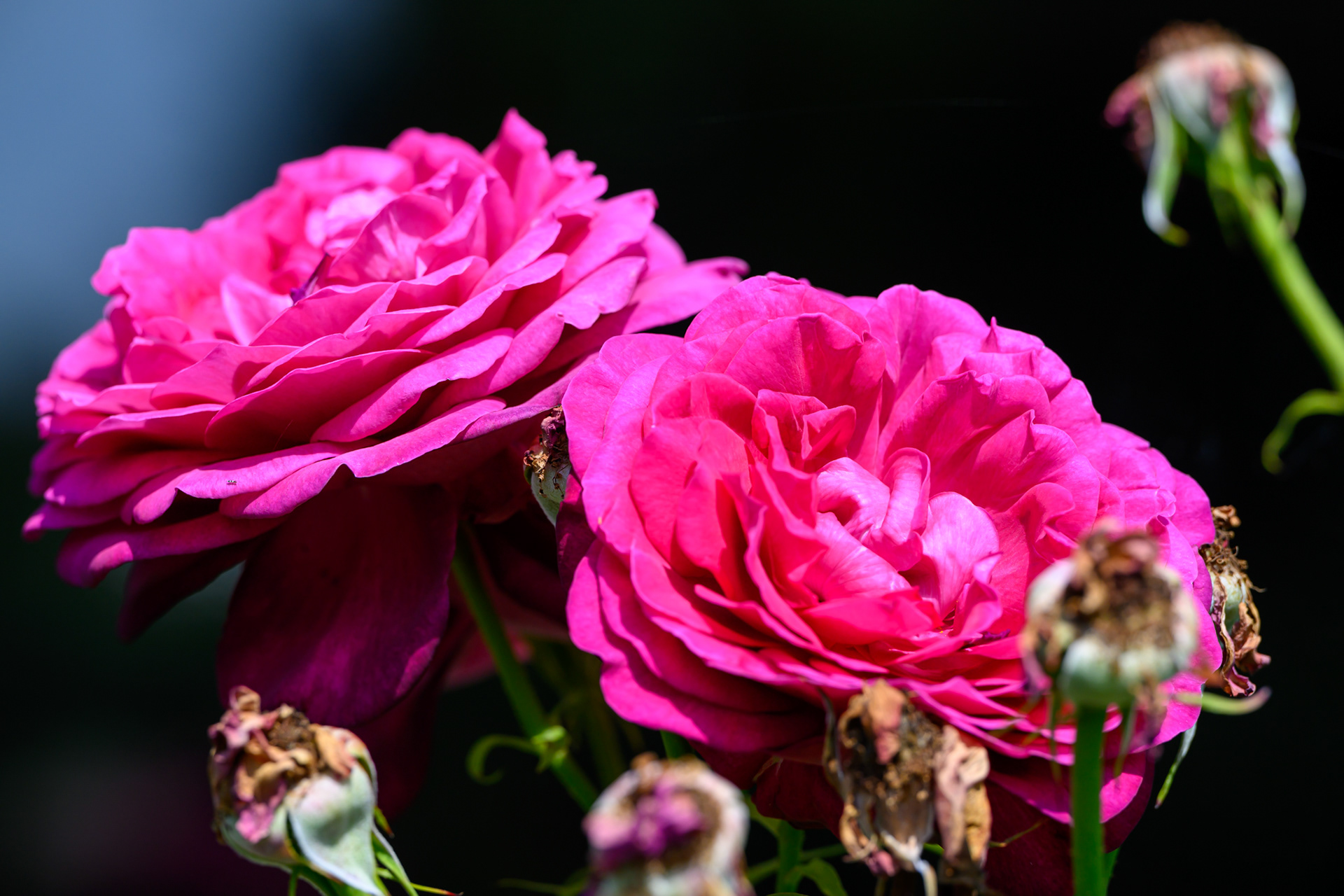 Die letzen Blumen aus dem Garten meines Vaters