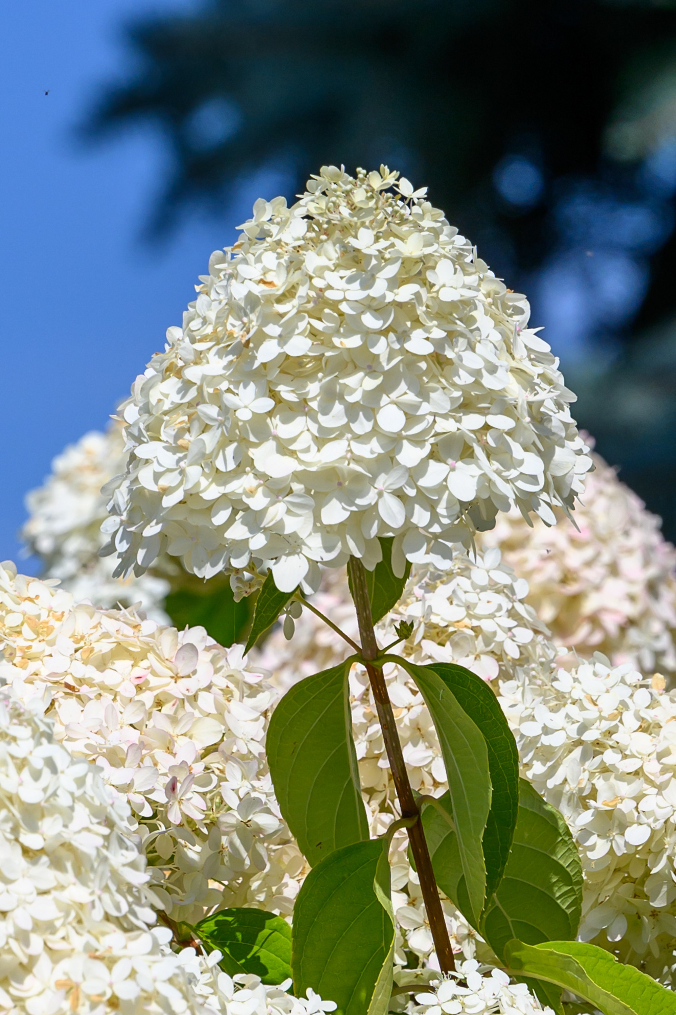 Die letzen Blumen aus dem Garten meines Vaters