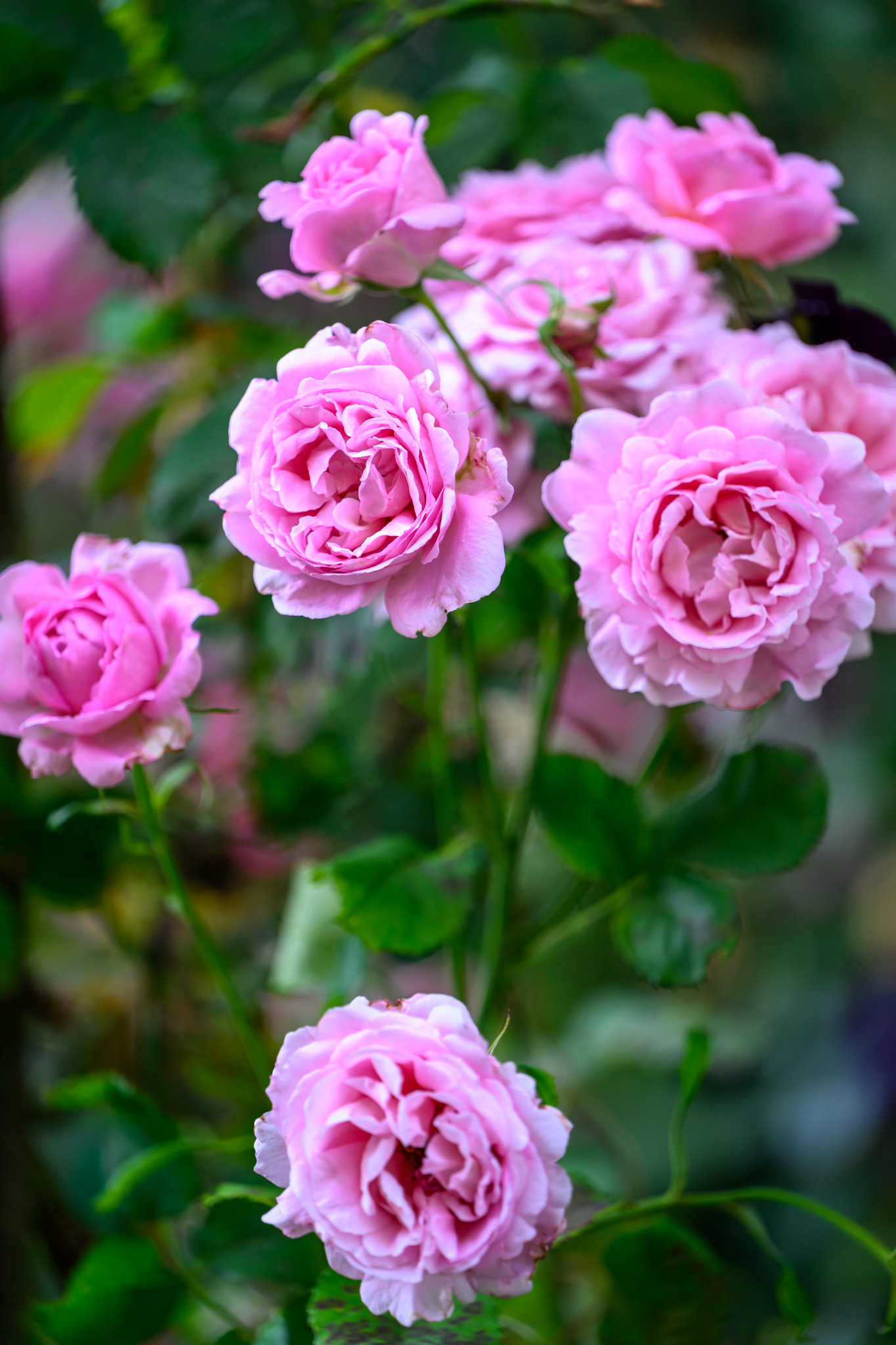 Wunderbare Blumen aus dem Garten meines Vaters in Bremerhaven