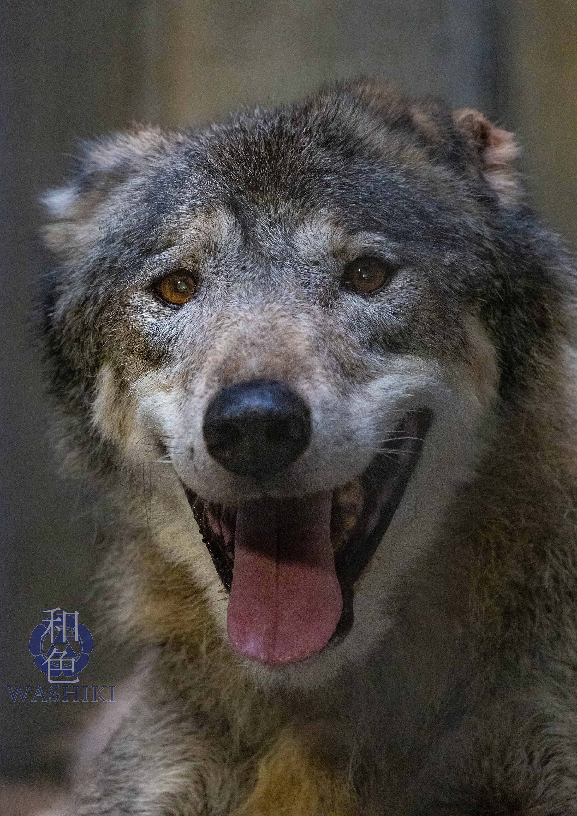 多摩動物公園/ネロ