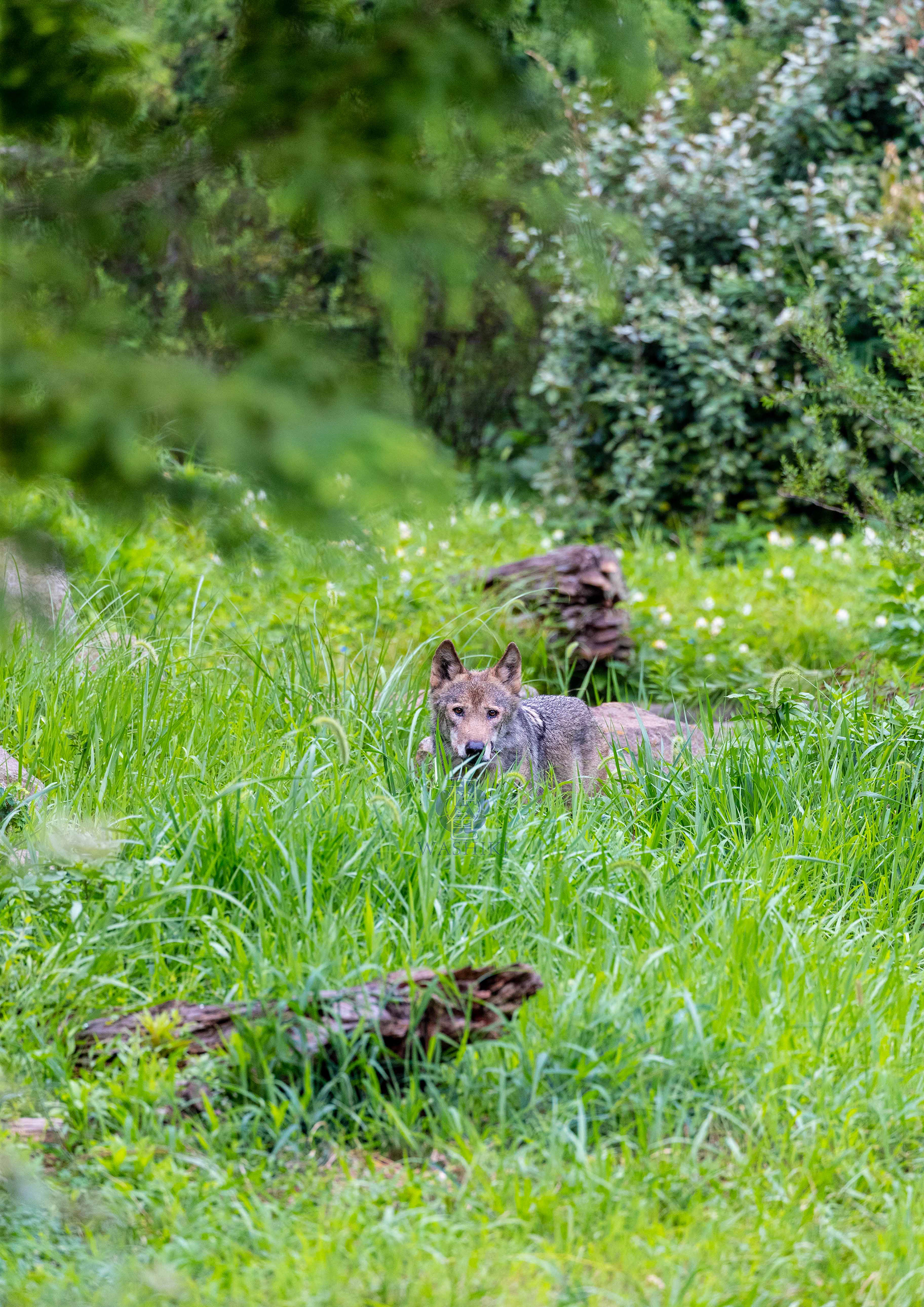 多摩動物公園/ロイ