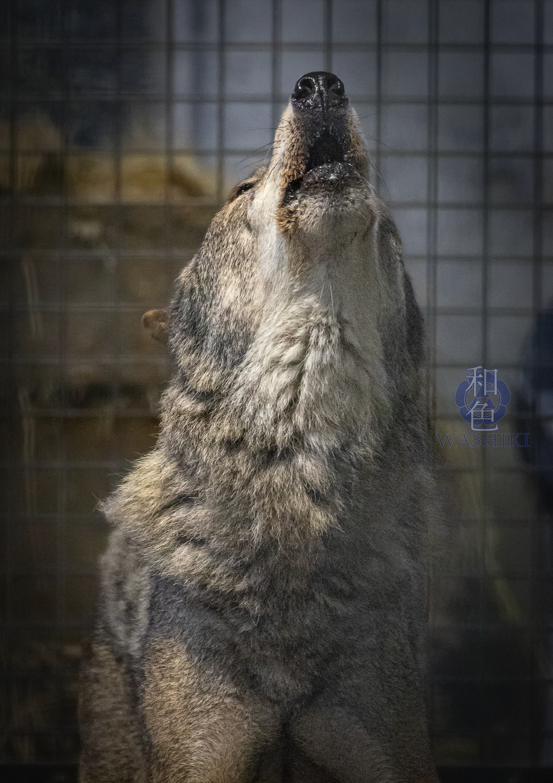 多摩動物公園/セロ