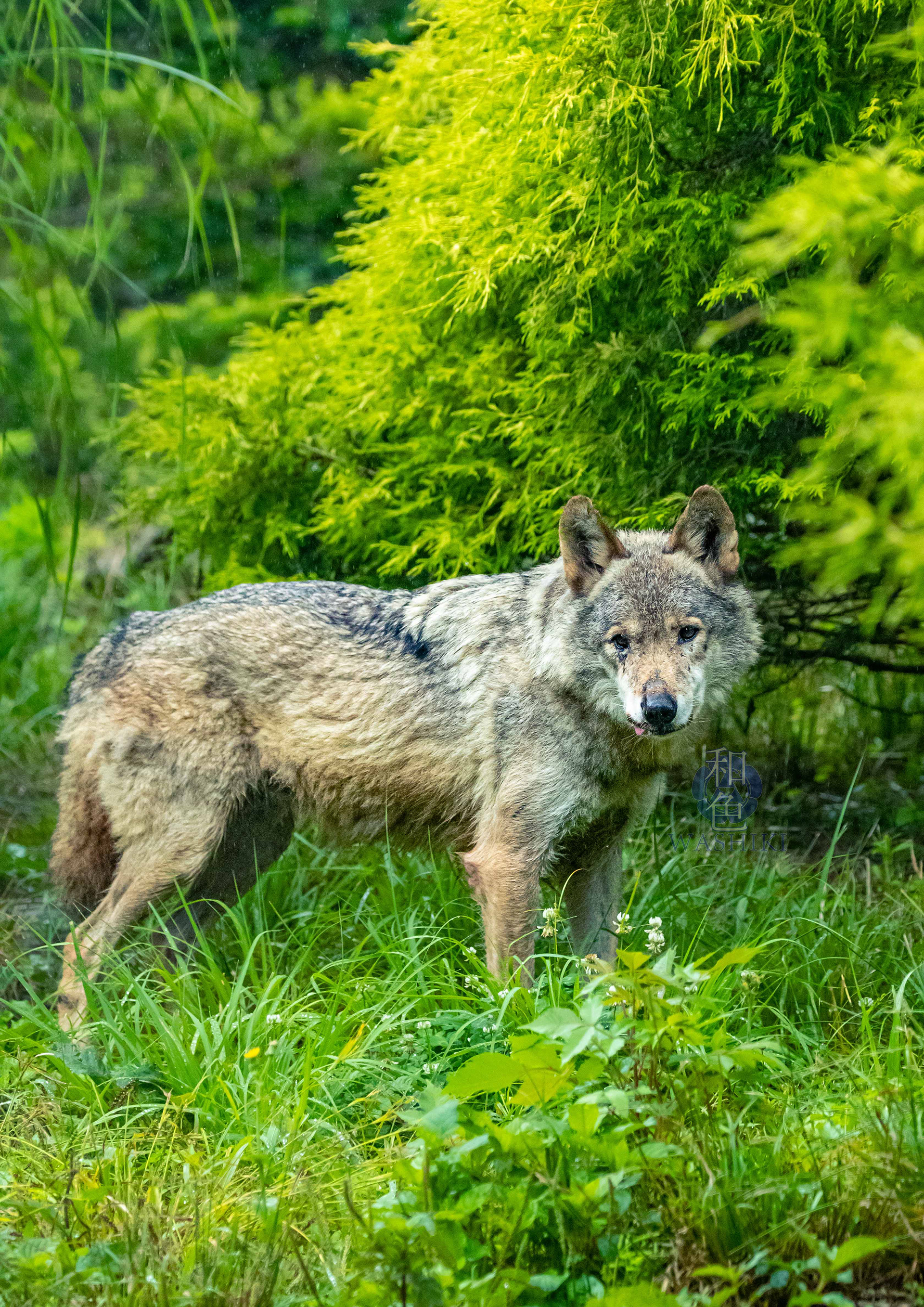 多摩動物公園/メロ