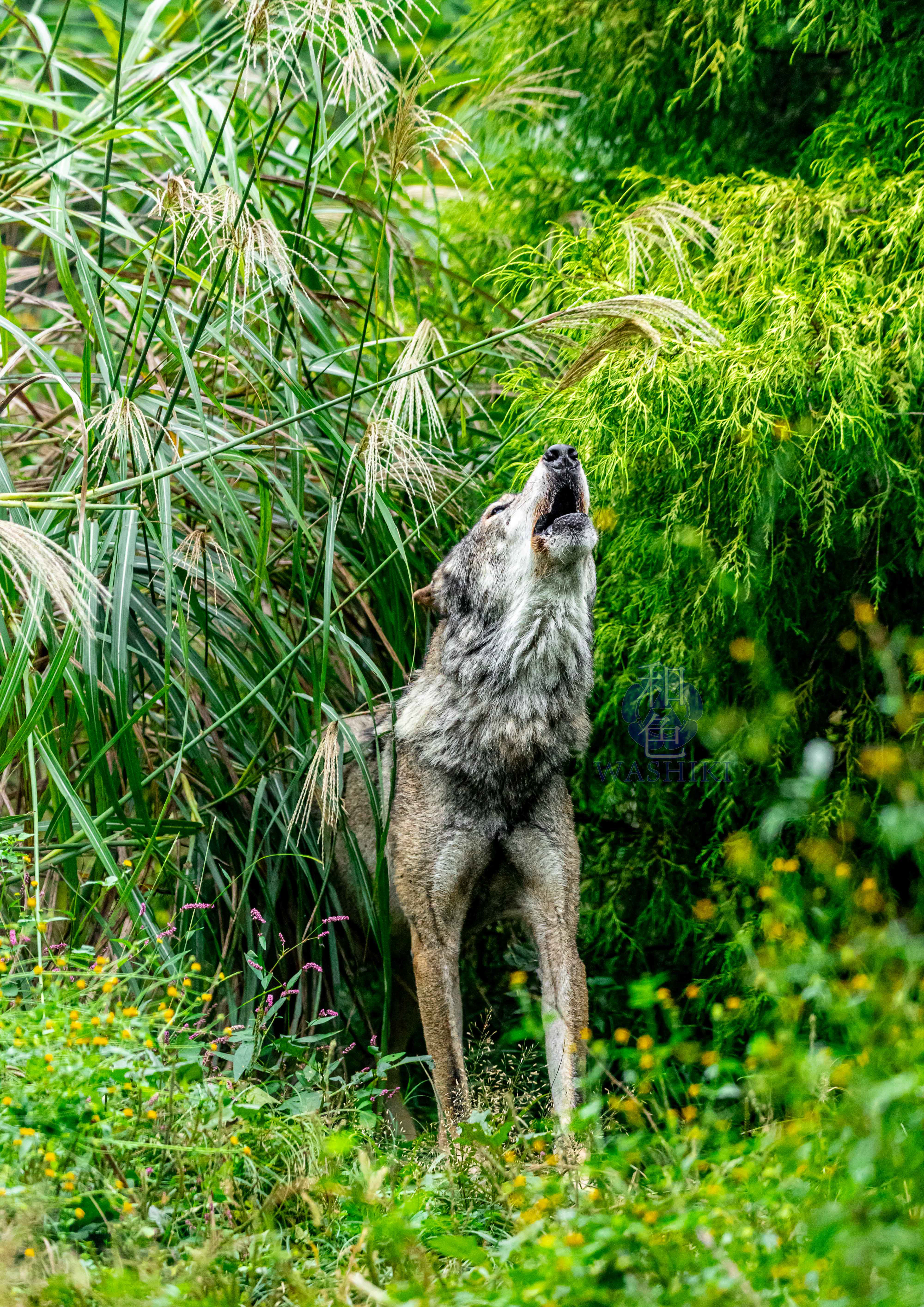 多摩動物公園/セロ