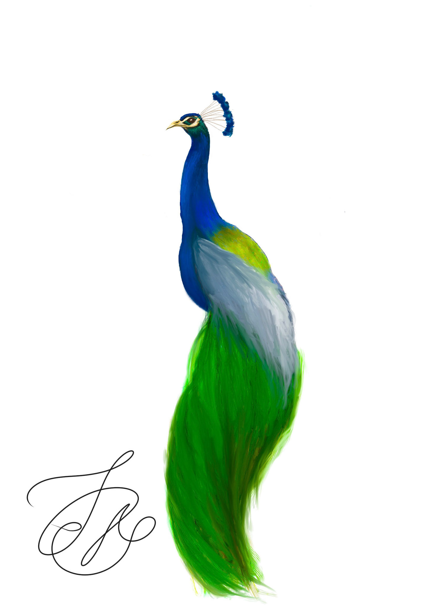 Peacock - Procreate
