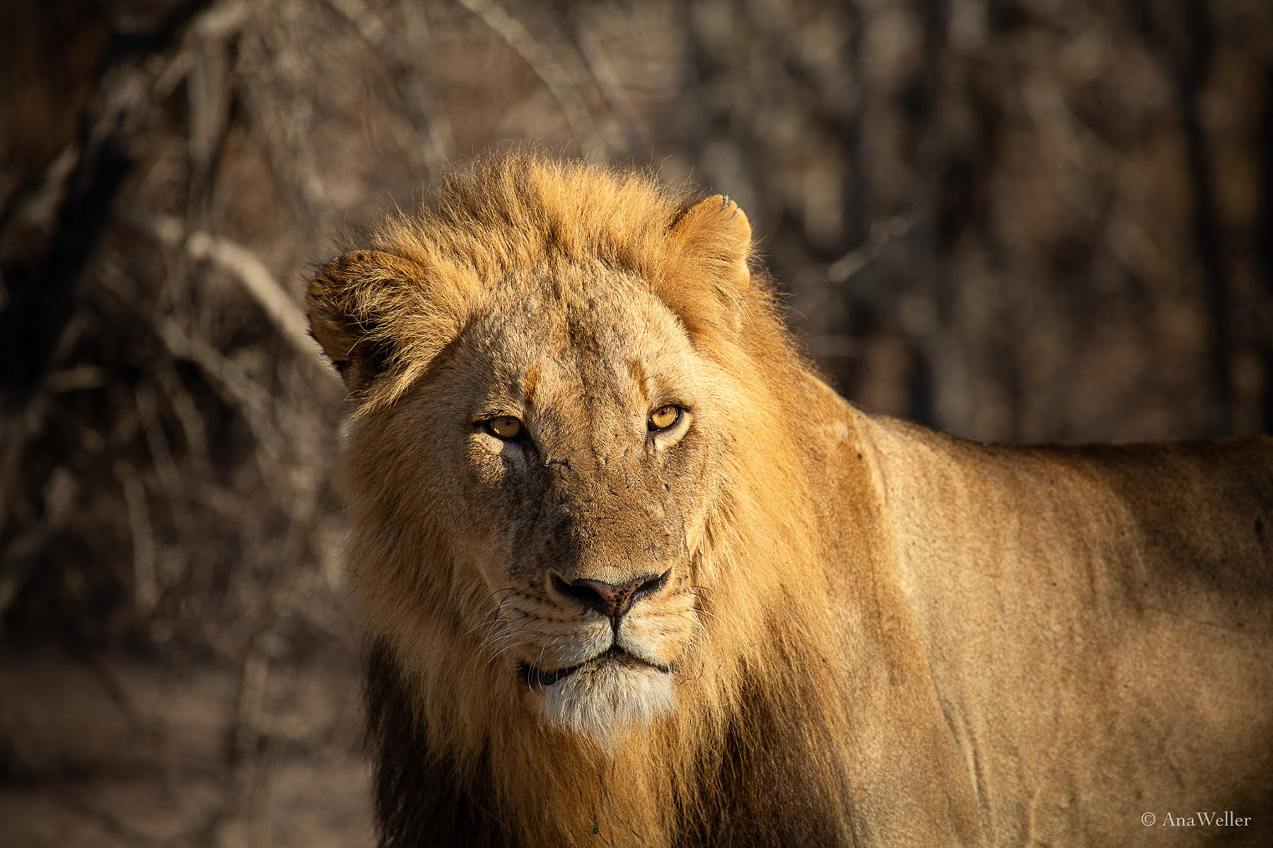 Löwe, male lion, Afrika