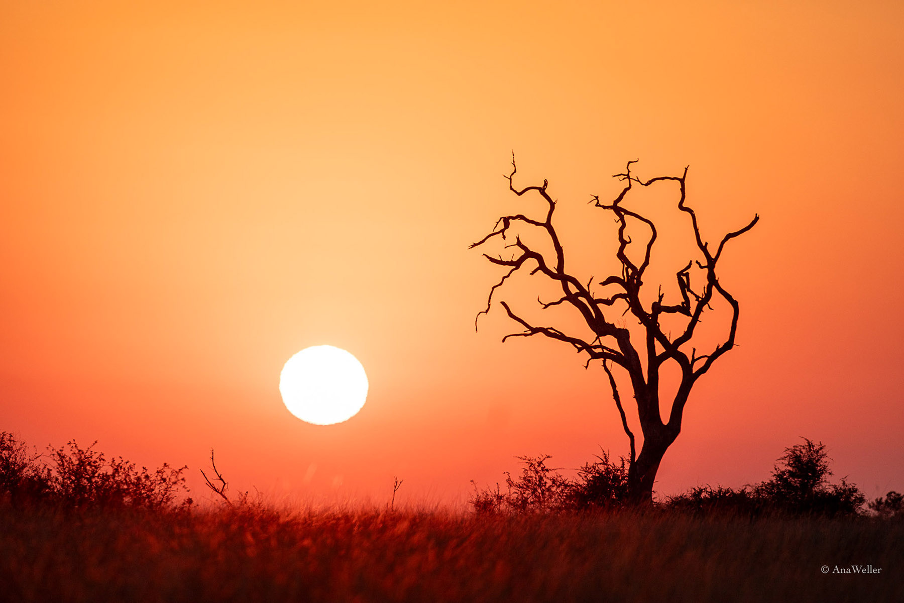 Die aufgehende Sonne, ein toter Baum - die Savanne erwacht gerade.