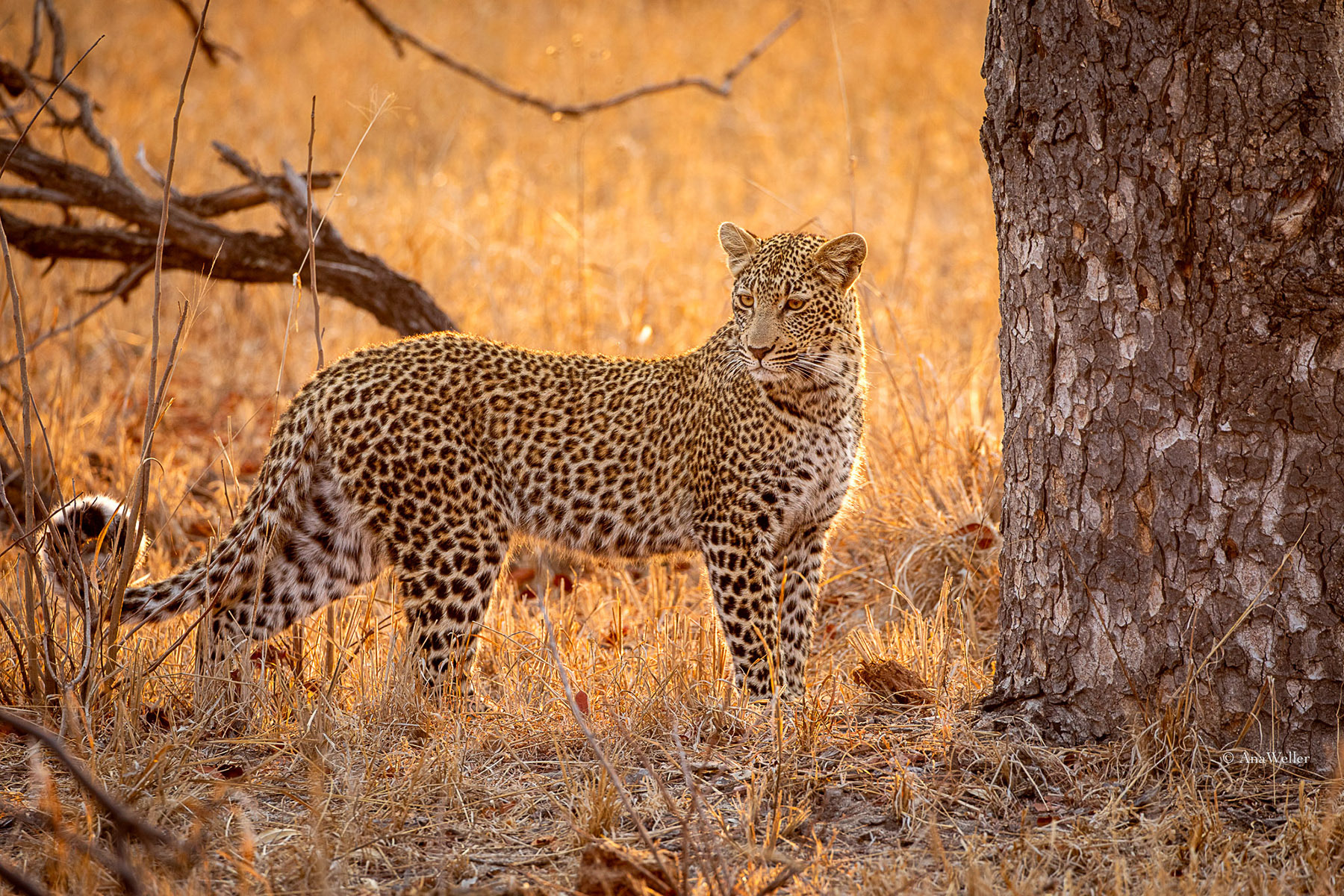 Die junge Leopardin Rhulani im goldenen Morgenlicht - selbstbewusst und elegant. Dieses Motiv hängt als Druck in meinem Zuhause.