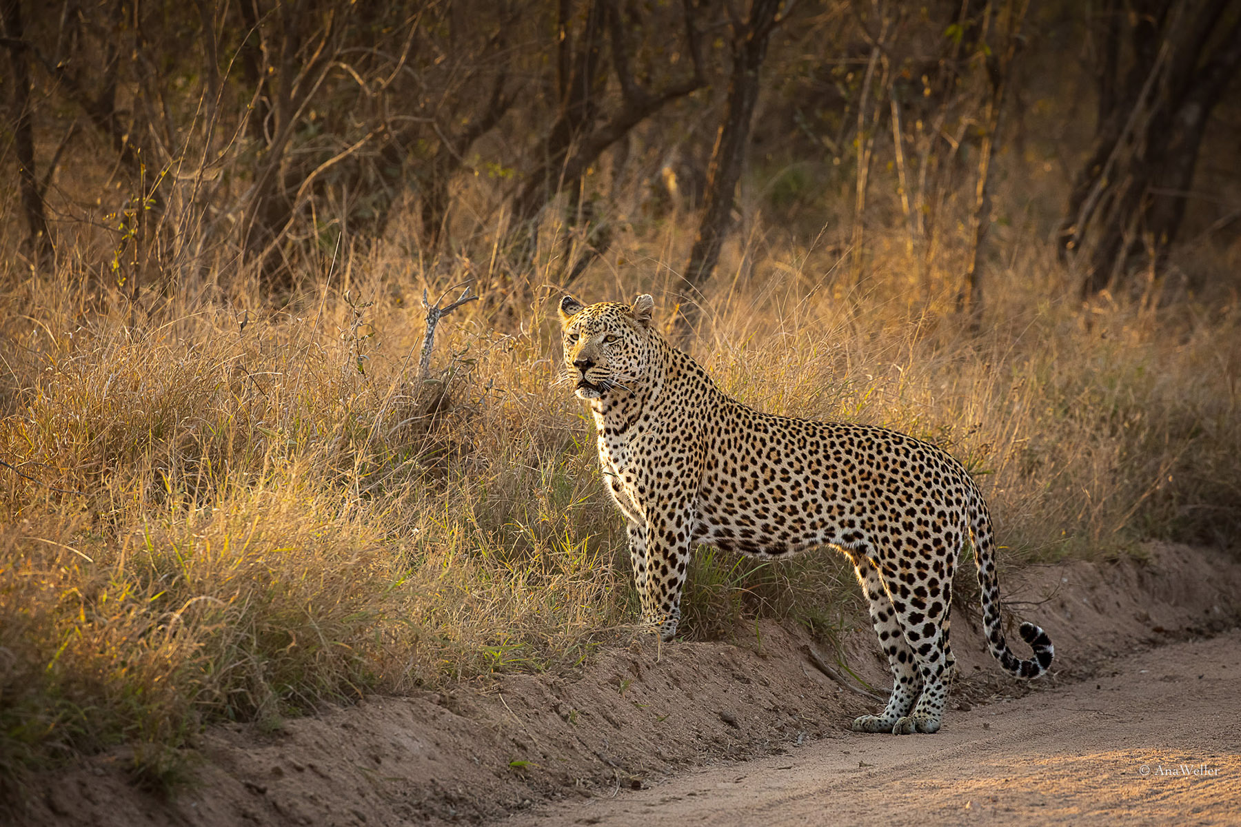 Leopard, Tortoise Pan, Sabi Sands, Südafrika