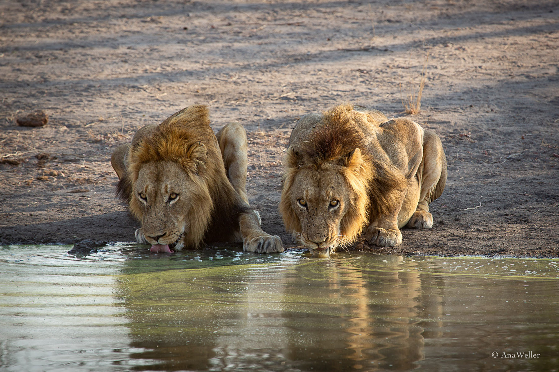 Zwei Brüder stillen ihren Durst am Wasserloch - synchron in der Abendsonne.
