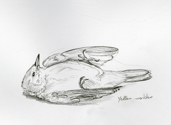 Yellow warbler study