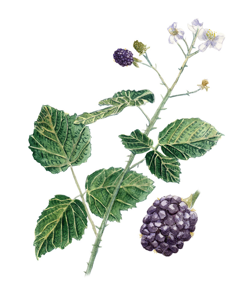Brambles