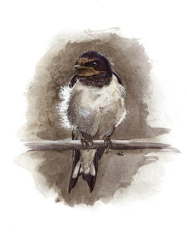 Juvenile barn swallow