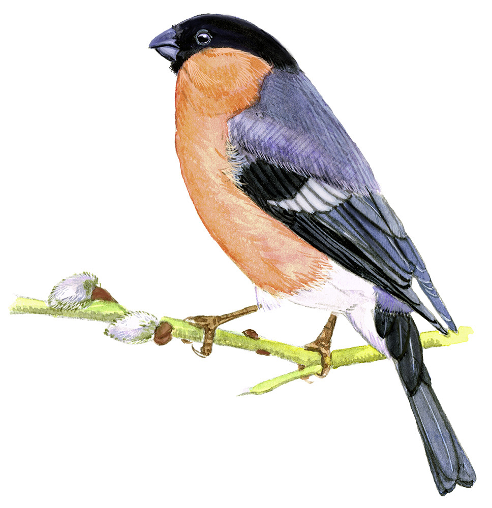 Bullfinch