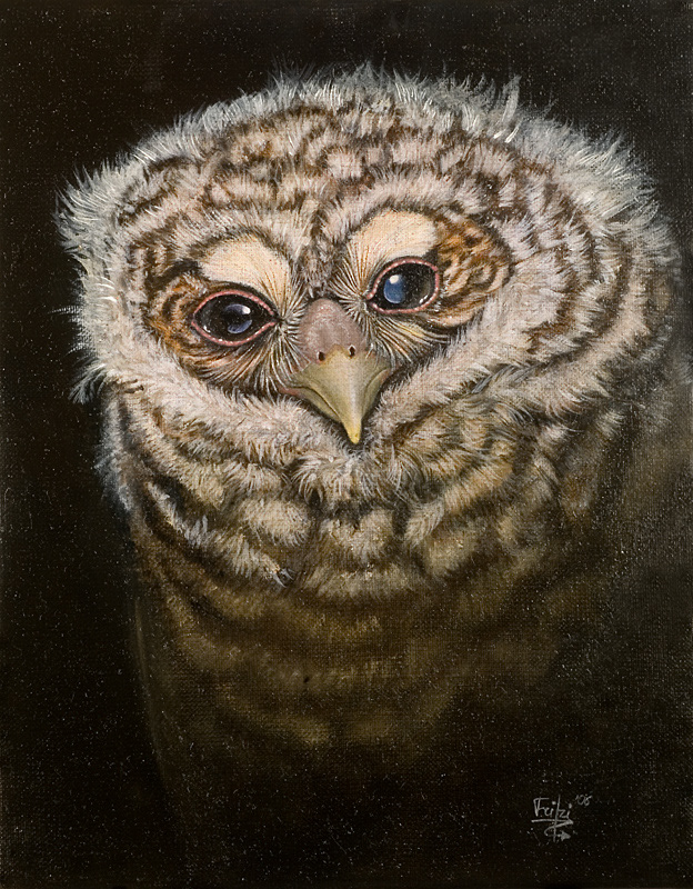 "Sirius", baby tawny owl