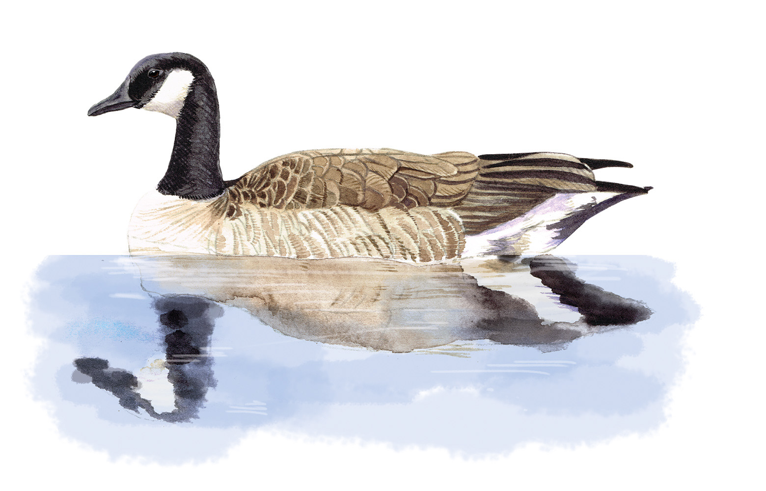 Canada goose