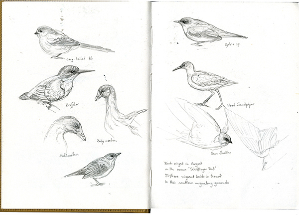 Various bird sketches