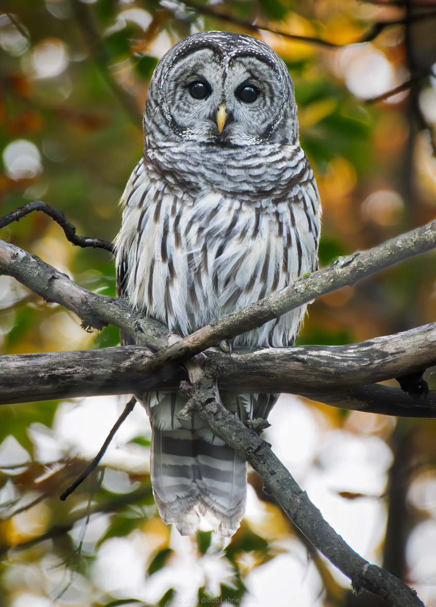 Barred Owl - Goshen, MA