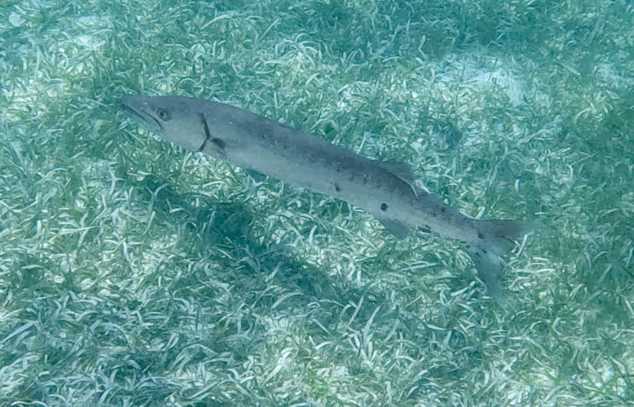 Stingray