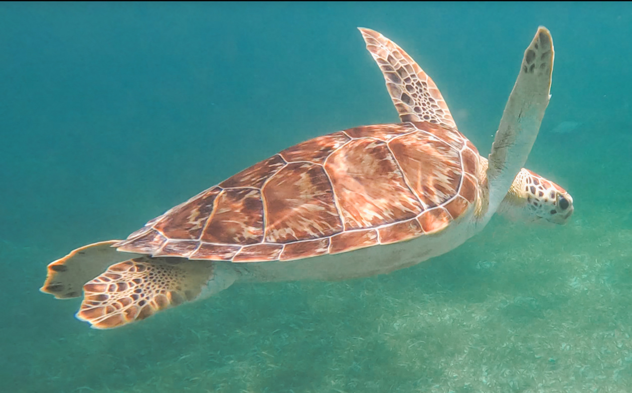 Green Sea Turtle