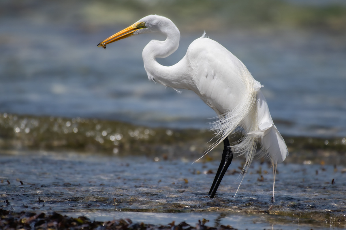 Breeding adult white Great Egret - St. Thomas USVI