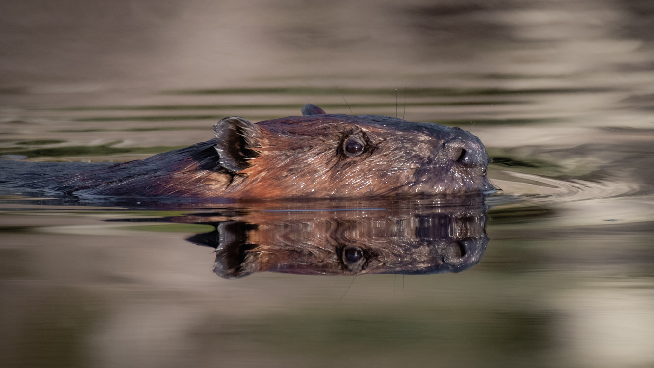 Beaver - Ashfield, MA