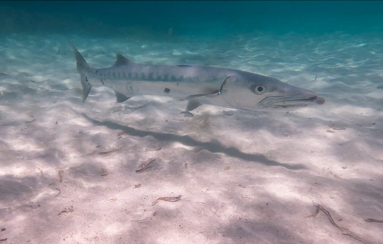 Barracuda