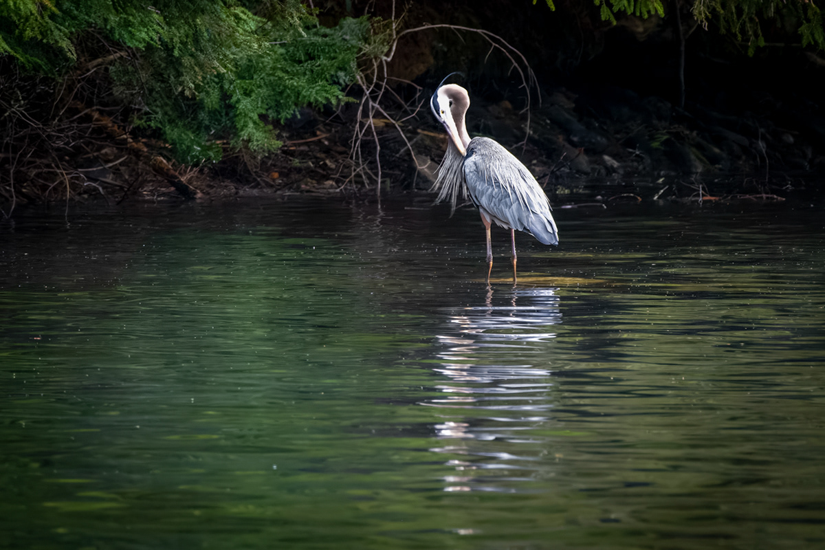 Great Blue Heron - Hammond Pond, Goshen MA
