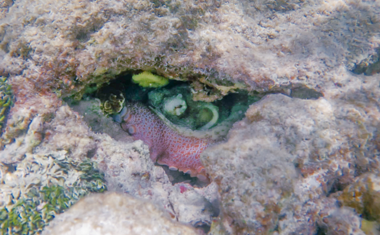 Octopus