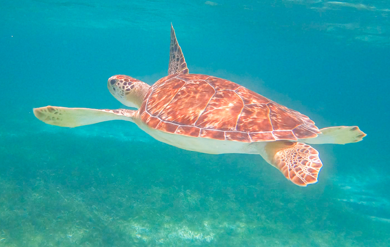 Green Sea Turtle