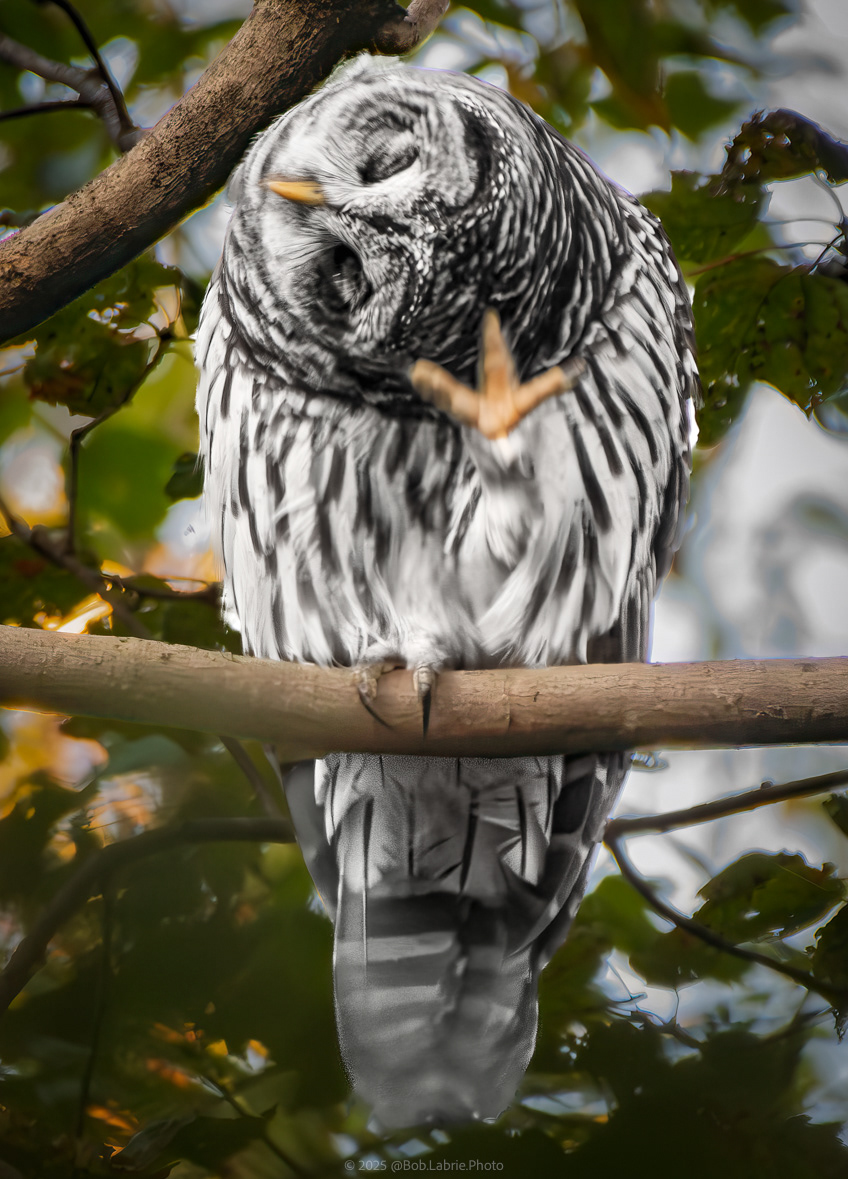 Barred Owl - Goshen, MA