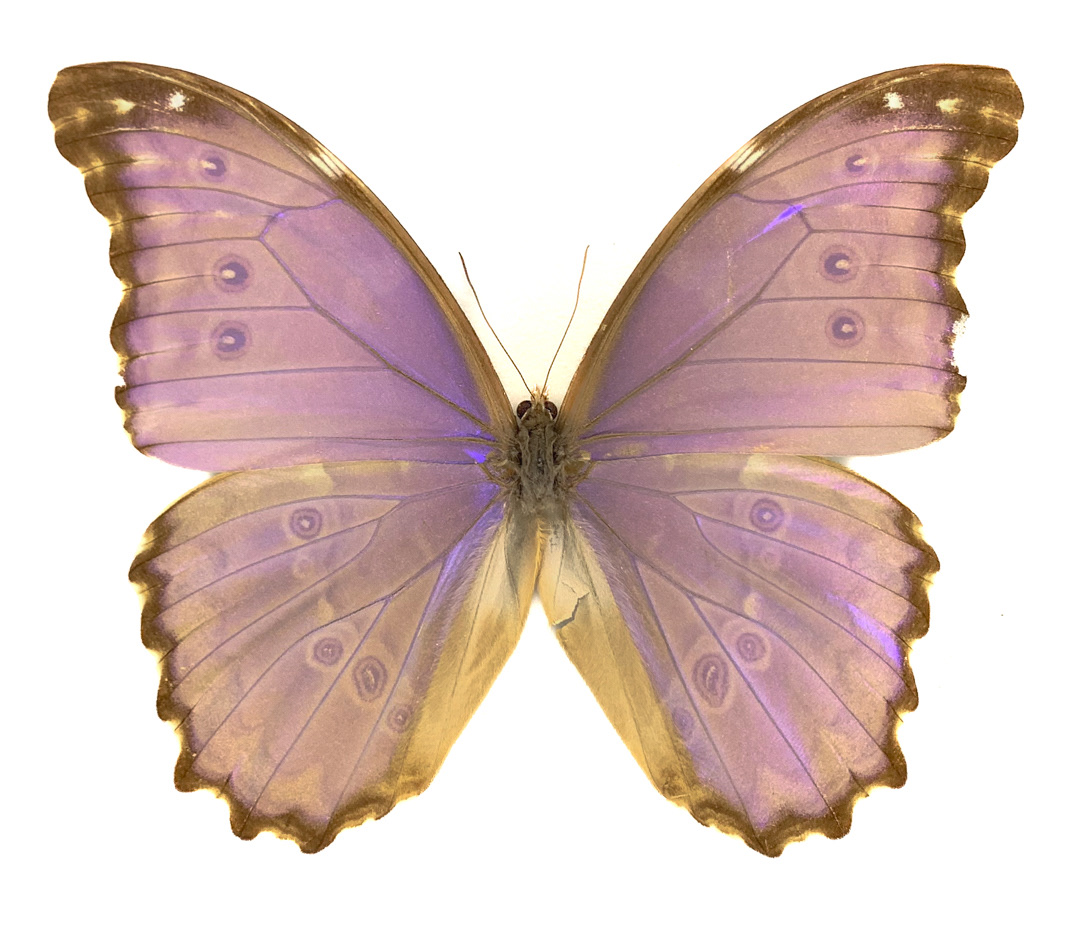 Montréal Insectarium - Montréal, Quebec CA