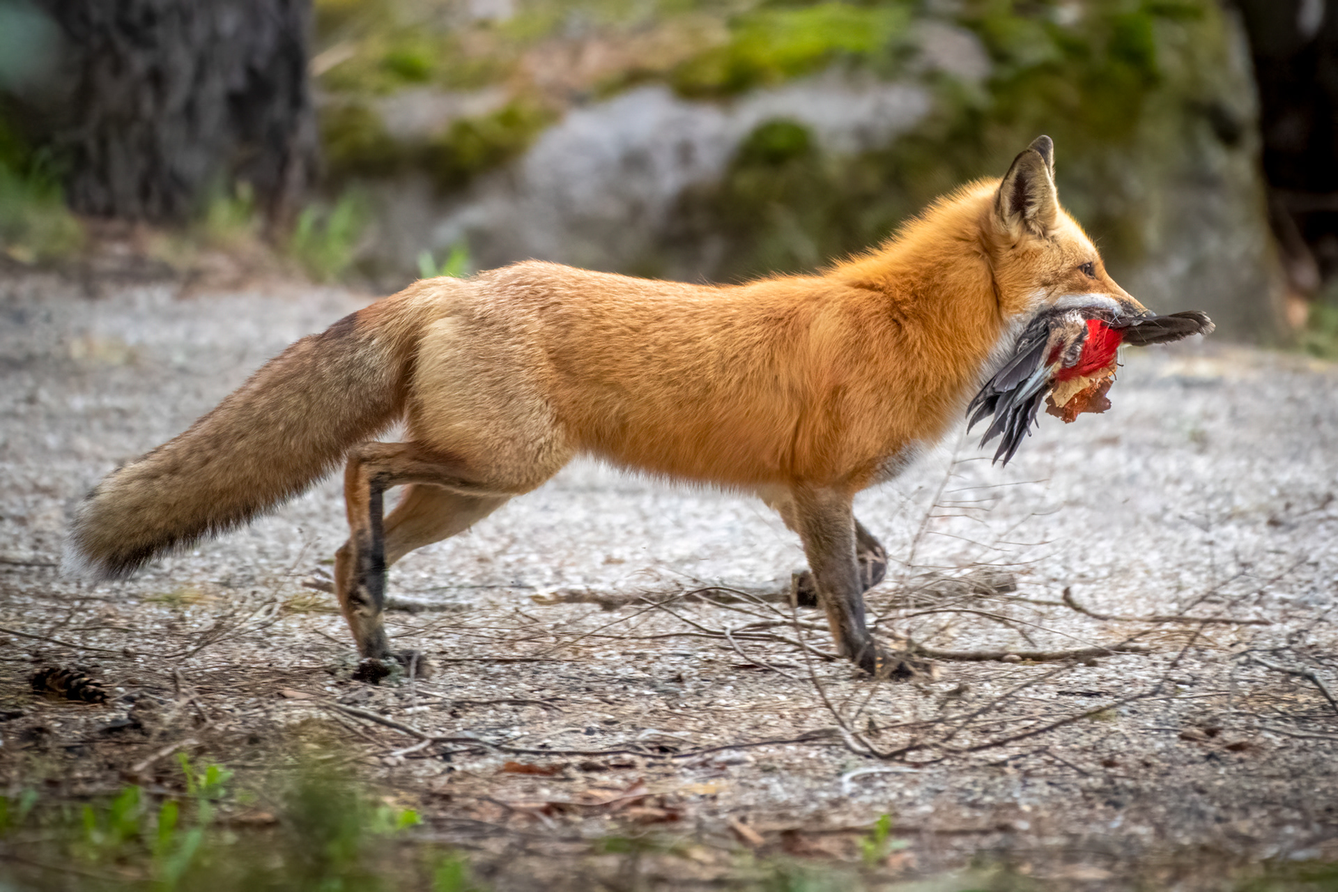 Red fox - Goshen MA