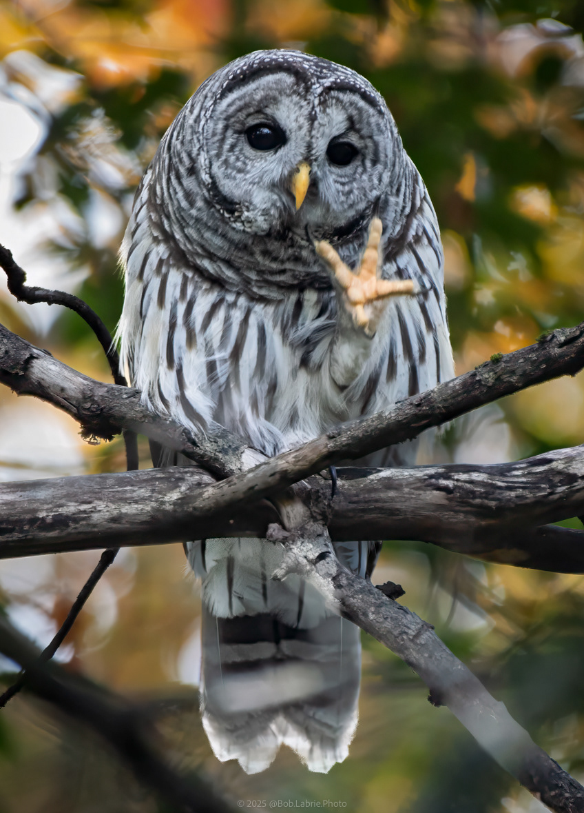 Barred Owl - Goshen, MA