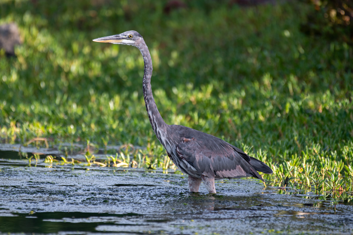 Great Blue Heron - St. Thomas USVI