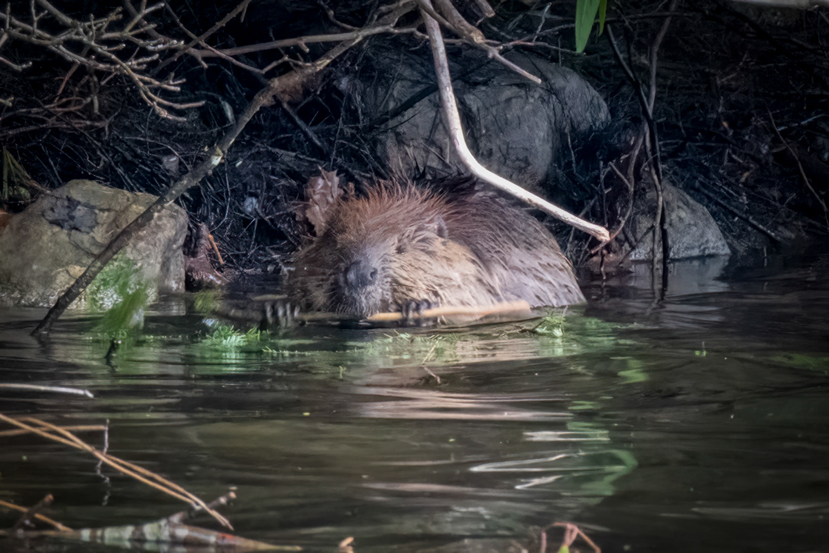 Beaver - Hammond Pond, Goshen MA