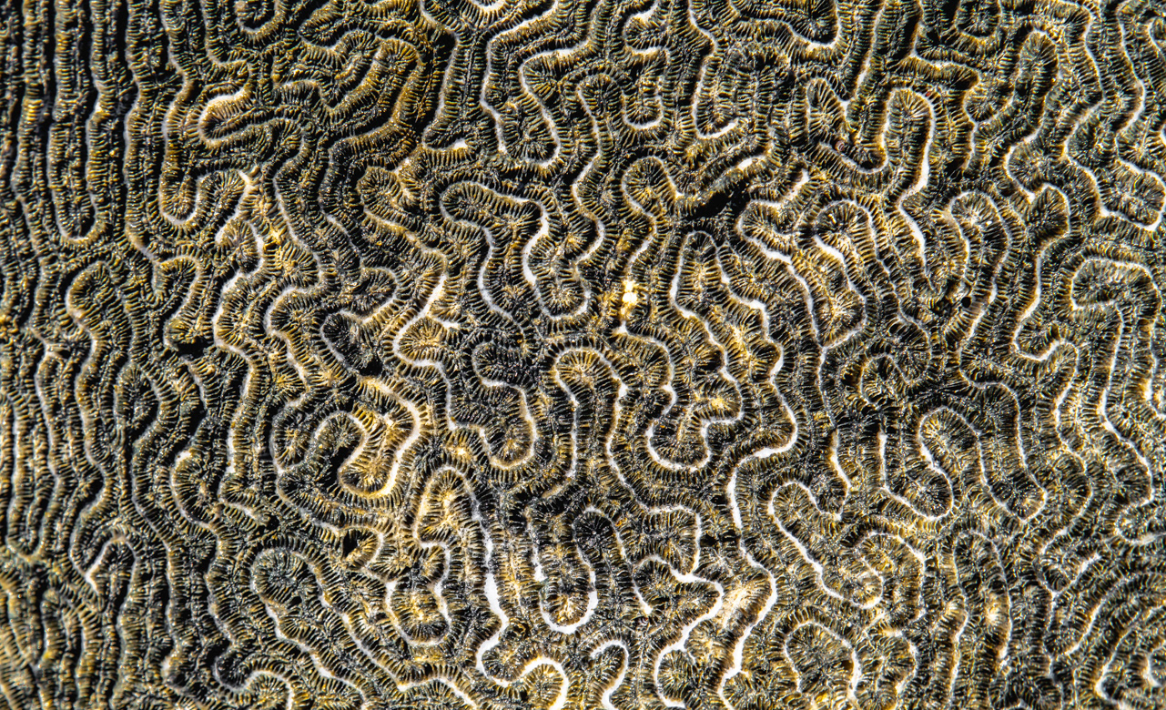 Coral (?) at the water's edge - Prettyklip Point, St Thomas USVI