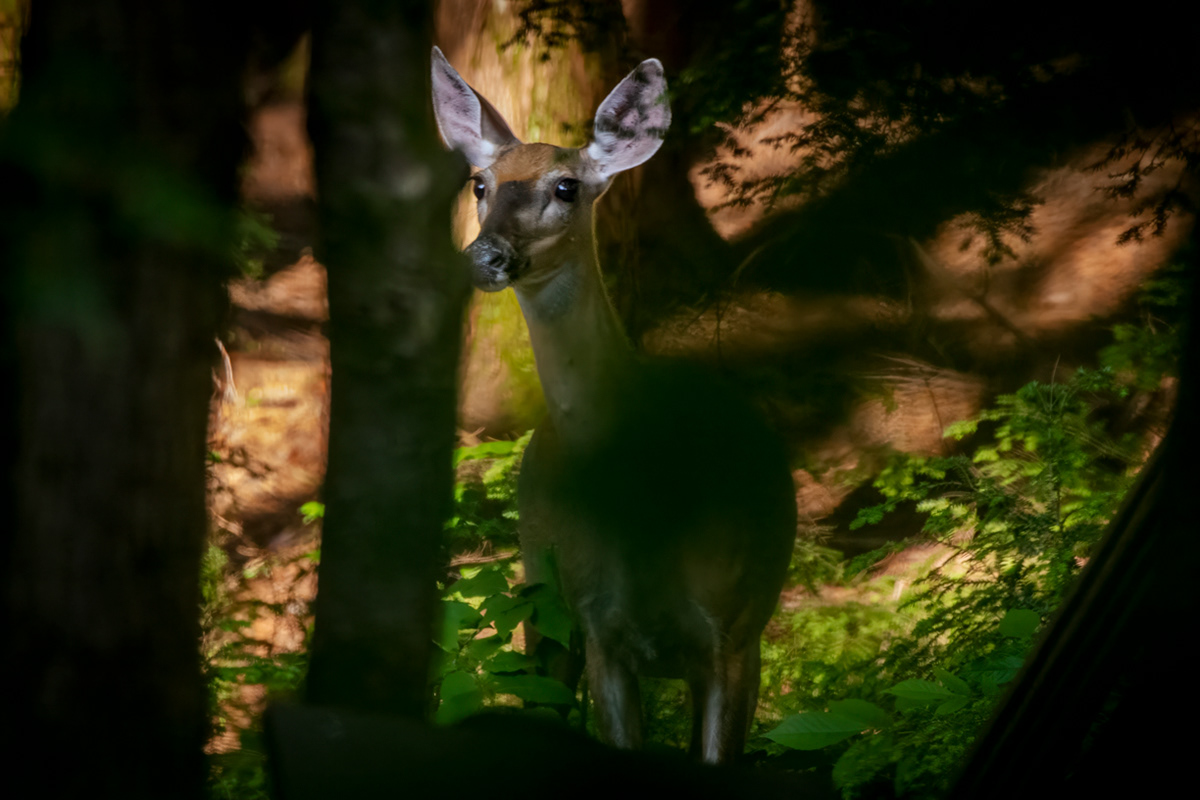 Whitetail deer - Doe - Goshen, MA