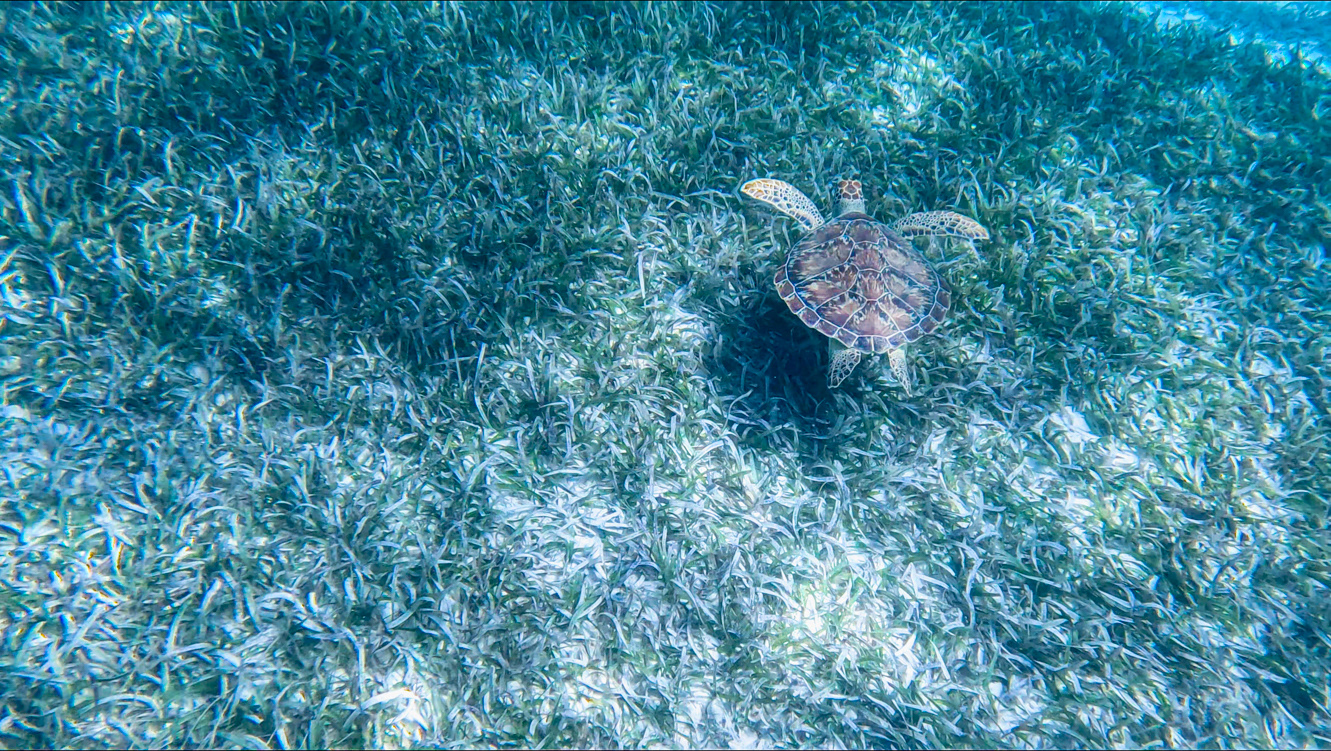 Green Sea Turtle
