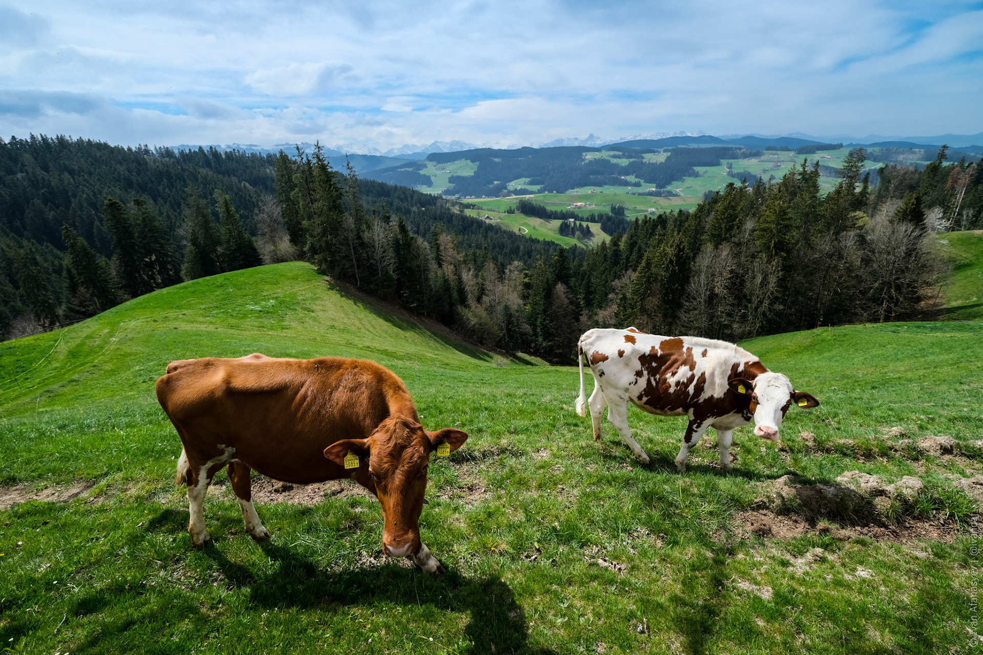 Коров очень много. Кажется, коровы есть у всех, кто живет не в большом городе. Такие относительно большие города в Швейцарии начинаются примерно от 10 тысяч населения.
Во всей Швейцарии живет вообще людей меньше, чем в Москве — около 9 млн человек. В Цюрихе, например, живет до полумиллиона человек, в Женеве — около двухсот тысяч, в Люцерне — меньше ста тысяч.