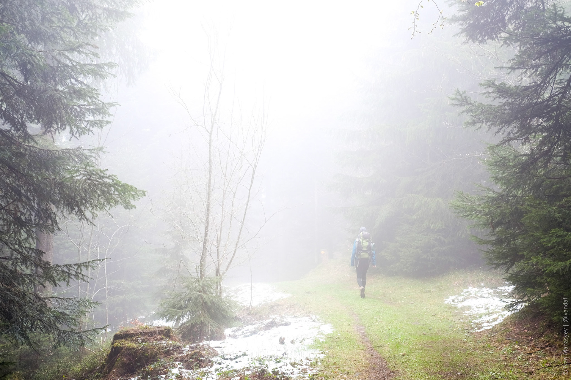 Шли в еловом лесу через облако. Даже здесь виден значок wanderweg.