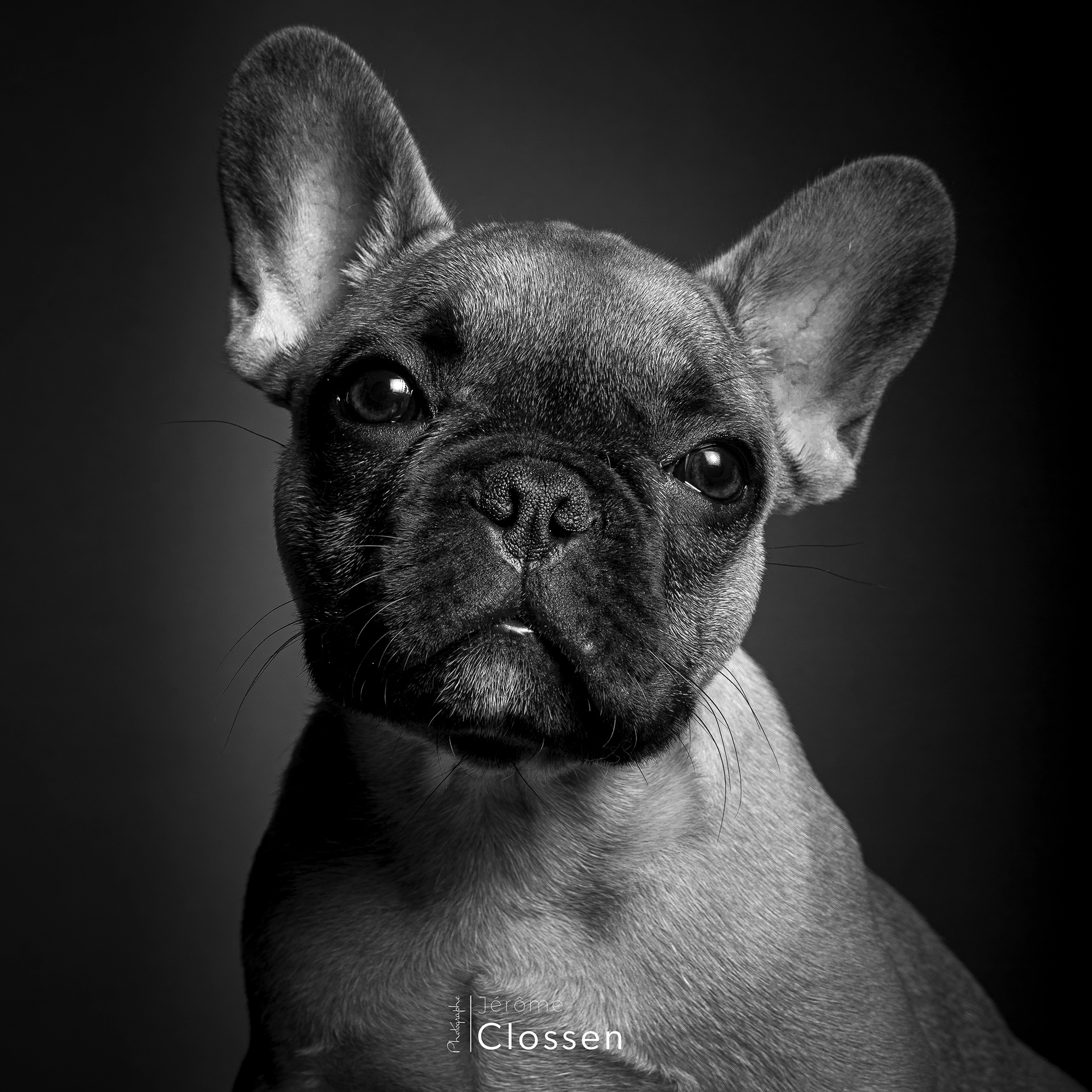 Portrait / Chien / Noir&Blanc / Oise