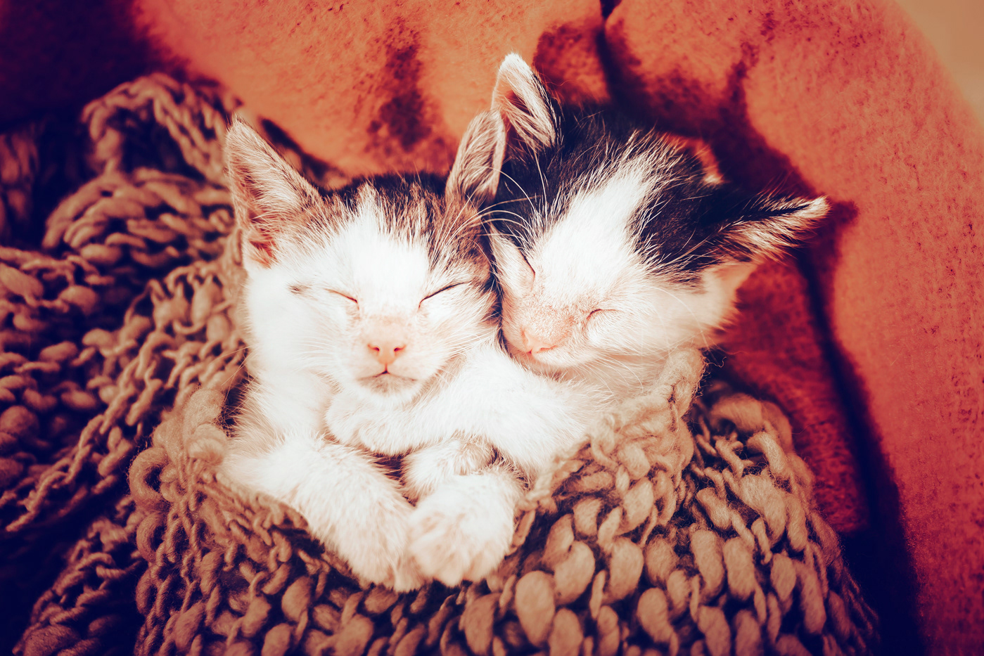 foster Kitten Amy and Ranger