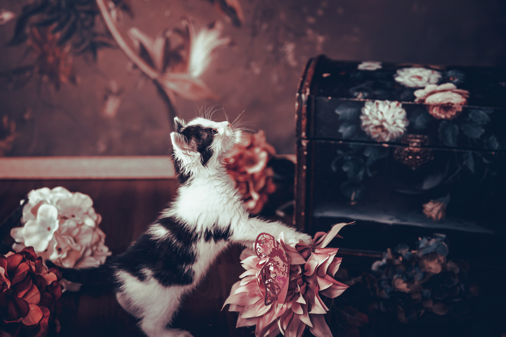 foster Kitten Ranger 