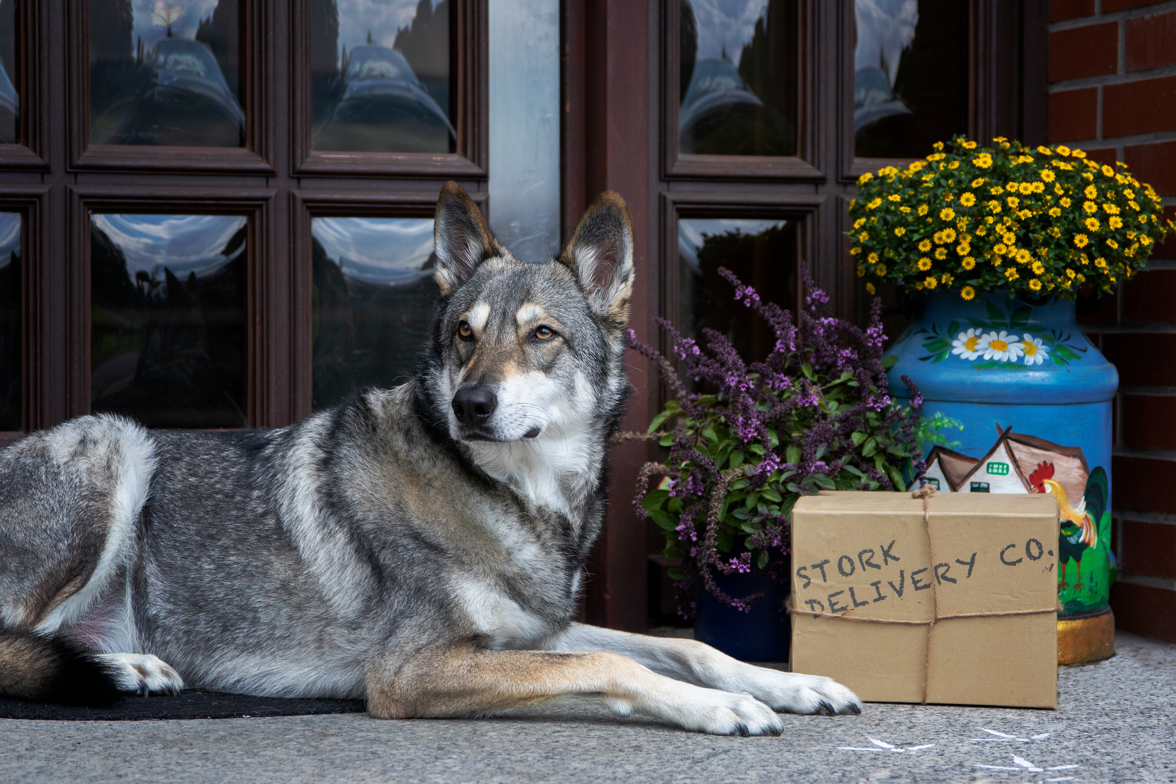 Floki had a Stork delivery